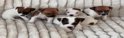 Jack Russell dogs for sale: Smooth coated tan and white jack russels  - Advert 1