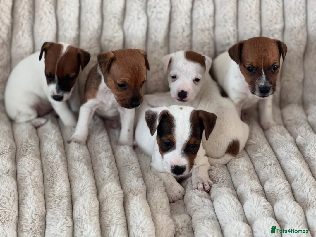 Jack Russell dogs for sale: Smooth coated tan and white jack russels  - Advert 1