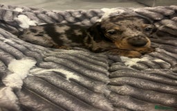 Miniature Dachshund dogs for sale: Miniature Dachshunds  - Image 14
