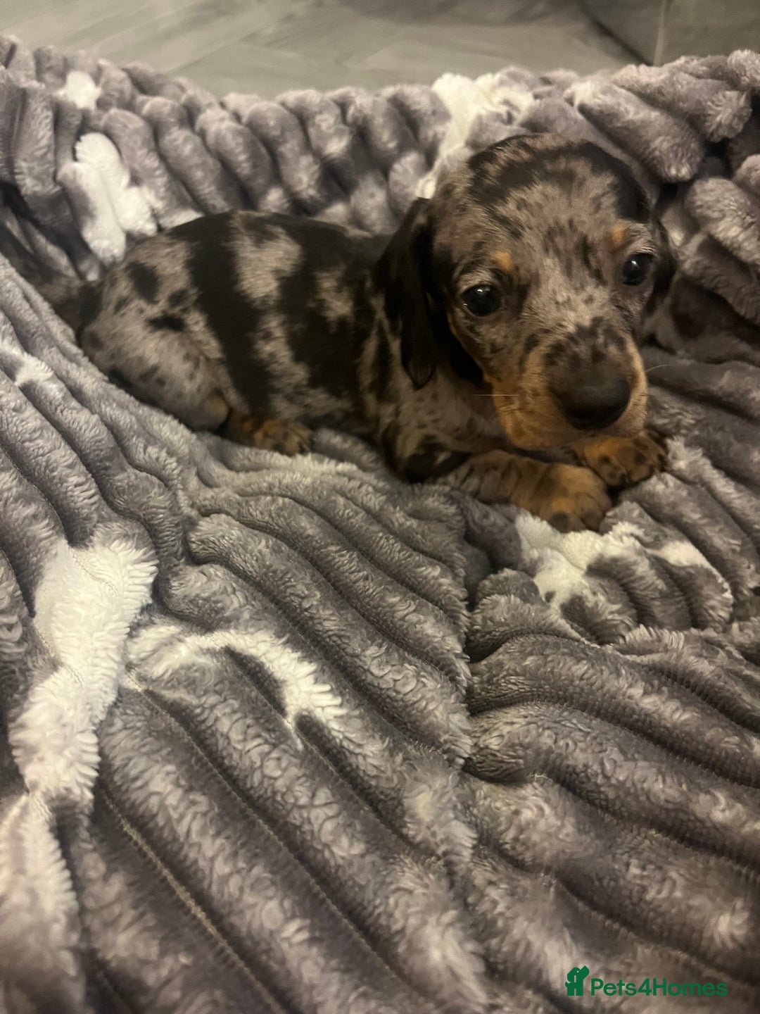 Miniature Dachshund dogs for sale: Miniature Dachshunds  - Image 14