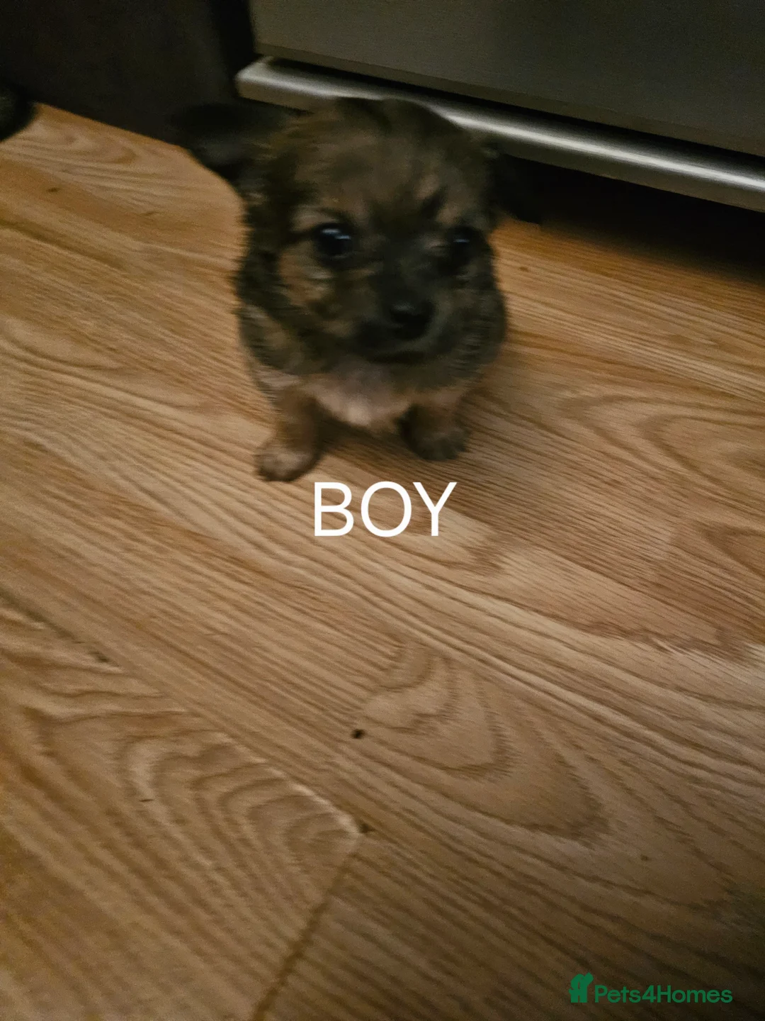 Chihuahua dogs for sale: Tiny chihuahuas  - Advert 12