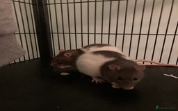 Rat rodents for sale: 2 female rats free to a good home - Image 2