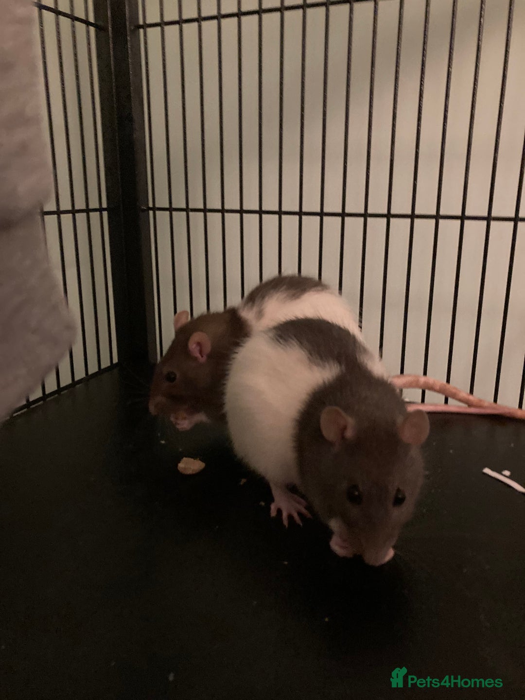 Rat rodents for sale: 2 female rats free to a good home - Image 2