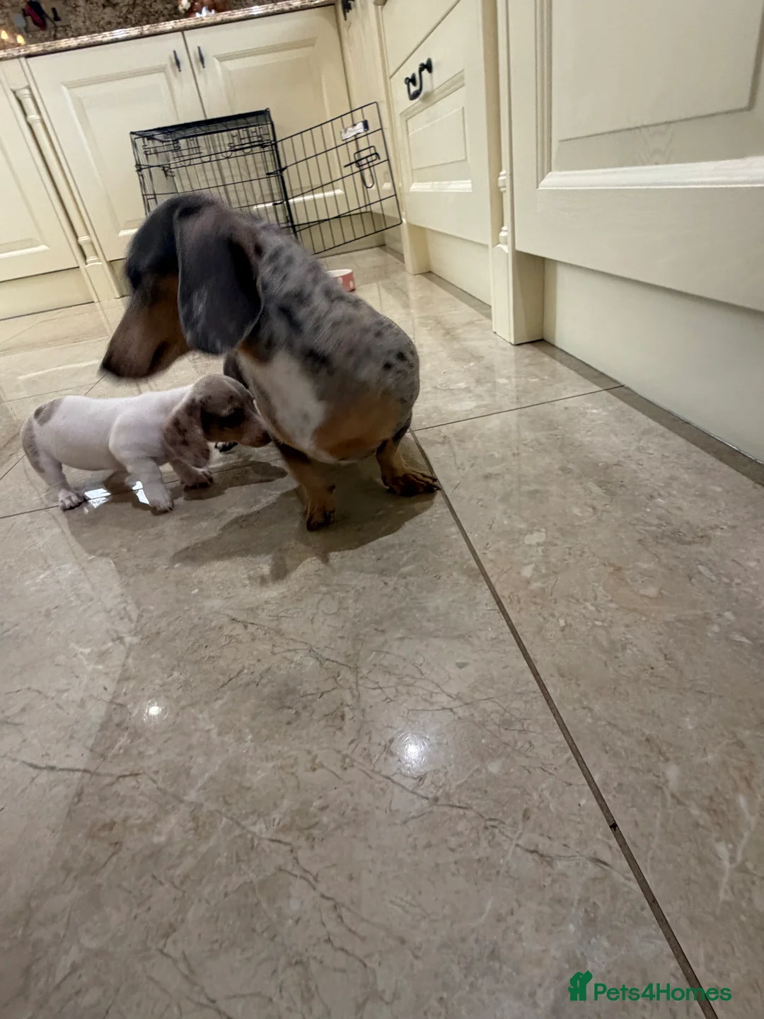 Miniature Dachshund dogs for sale: Miniature dachshund puppies for sale  - Advert 3