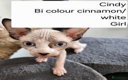 Sphynx cats for sale: REDUCED Ready now qualityTica Canadian kittens - Image 8