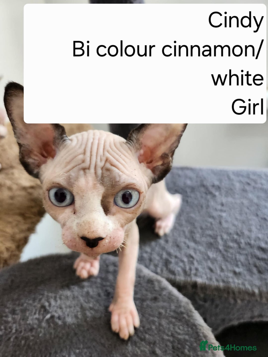 Sphynx cats for sale: REDUCED Ready now qualityTica Canadian kittens - Image 8