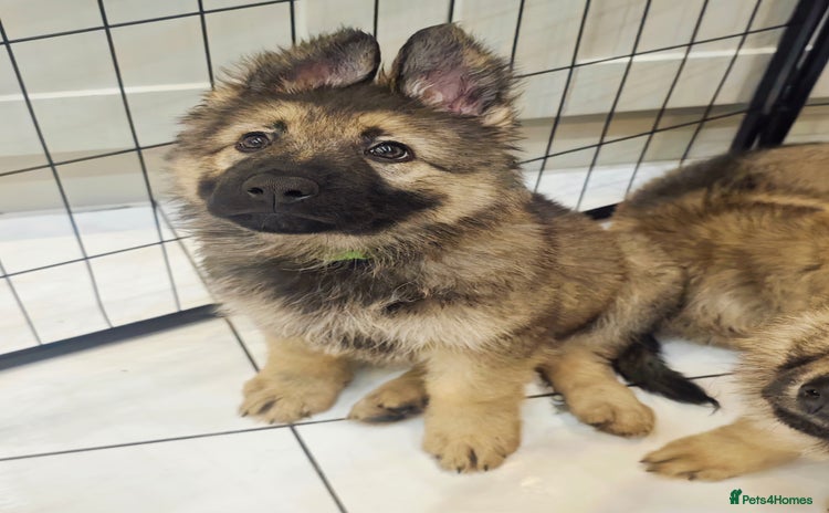 German Shepherd dogs - Advert 9