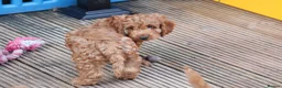 Cockapoo dogs for sale: Boy and girl  - Advert 6