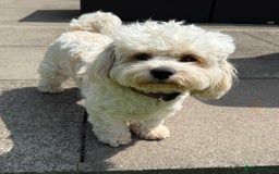Cavachon dogs for sale: Gorgeous Cavapoochon’s Light Fox Red. - Image 16