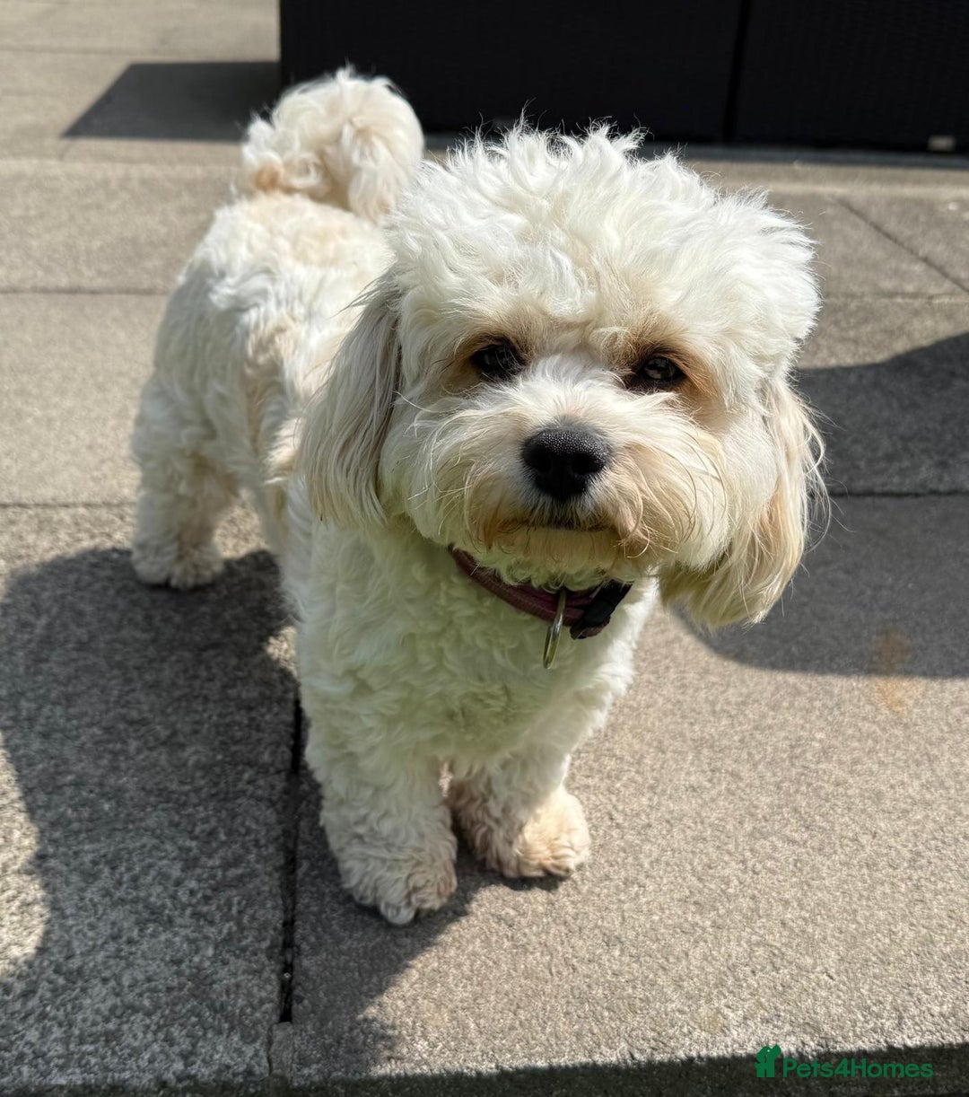 Cavachon dogs for sale: Gorgeous Cavapoochon’s Light Fox Red. - Image 16