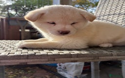 Japanese Shiba Inu dogs for sale: Multi champion Japanese Shiba Inu’s - Image 18