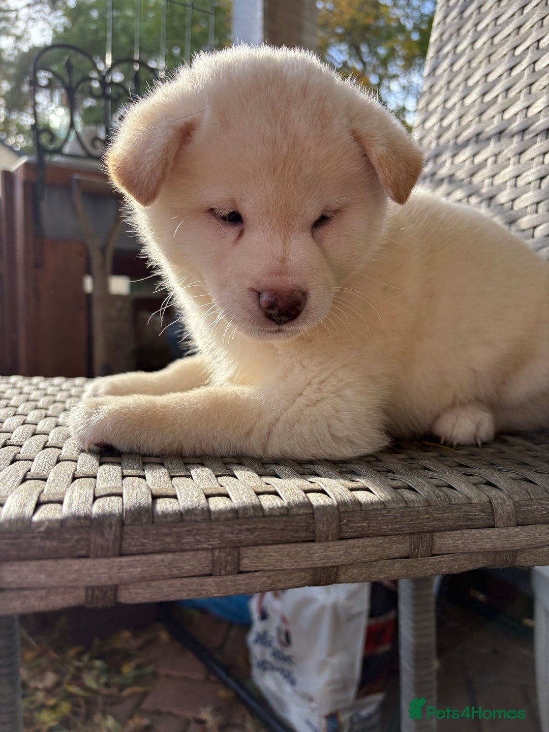 Japanese Shiba Inu dogs for sale: Multi champion Japanese Shiba Inu’s - Image 18