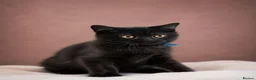 British Shorthair cats for sale: 2 confident vocal playful boys left one very big  - Advert 13