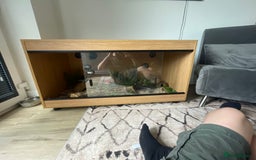 Python Snake reptiles for sale: Ball python snake  - Image 3