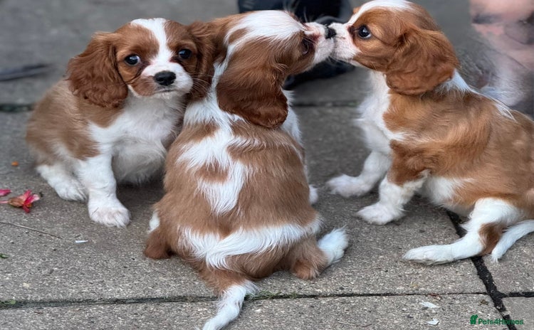 Cavalier King Charles Spaniel dogs - Advert 1