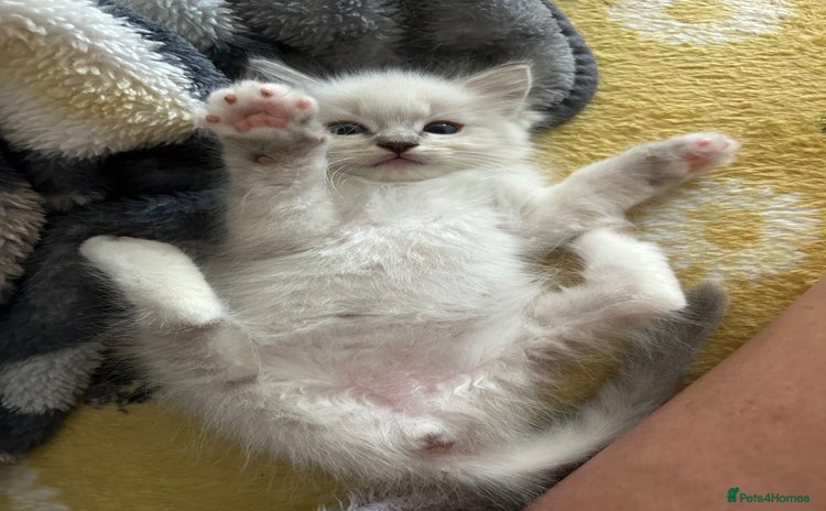 Ragdoll cats - Advert 11