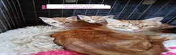 Mixed Breed cats for sale: Ginger kittens 3 girls 3 boys - Advert 13