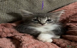 Mixed Breed cats for sale: 3 beautiful female kittens  - Image 7