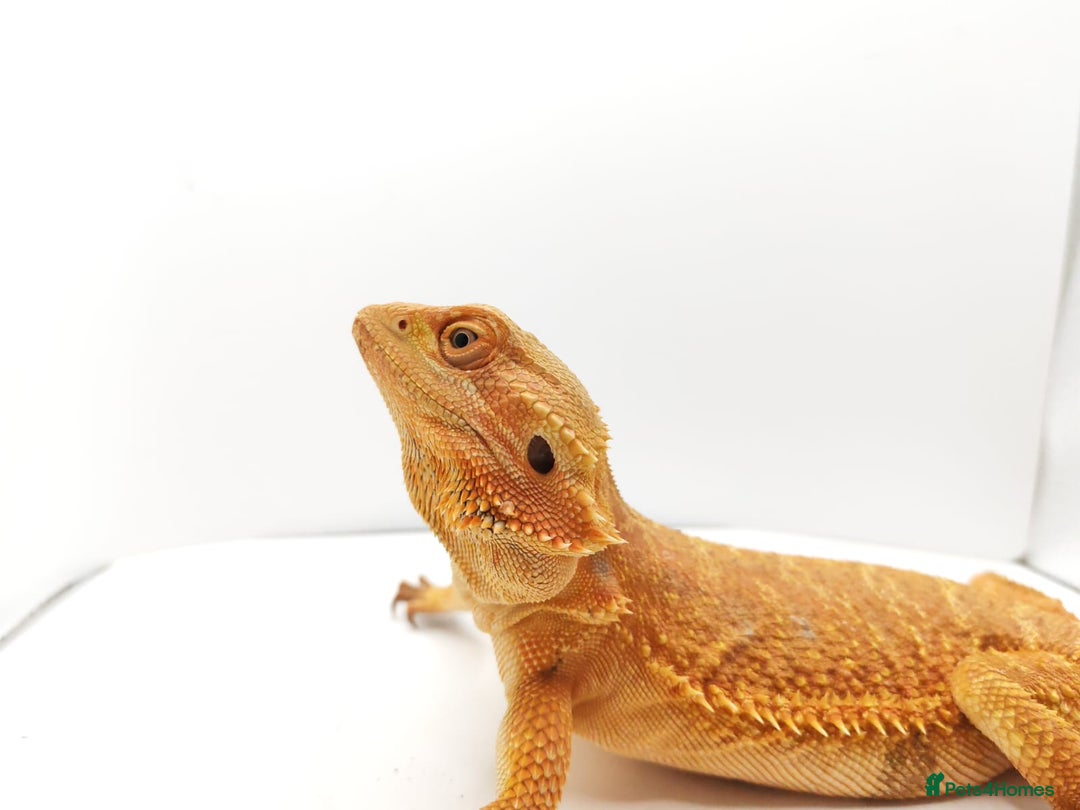 Bearded Dragon reptiles for sale: Bearded dragon for sale  - Image 2