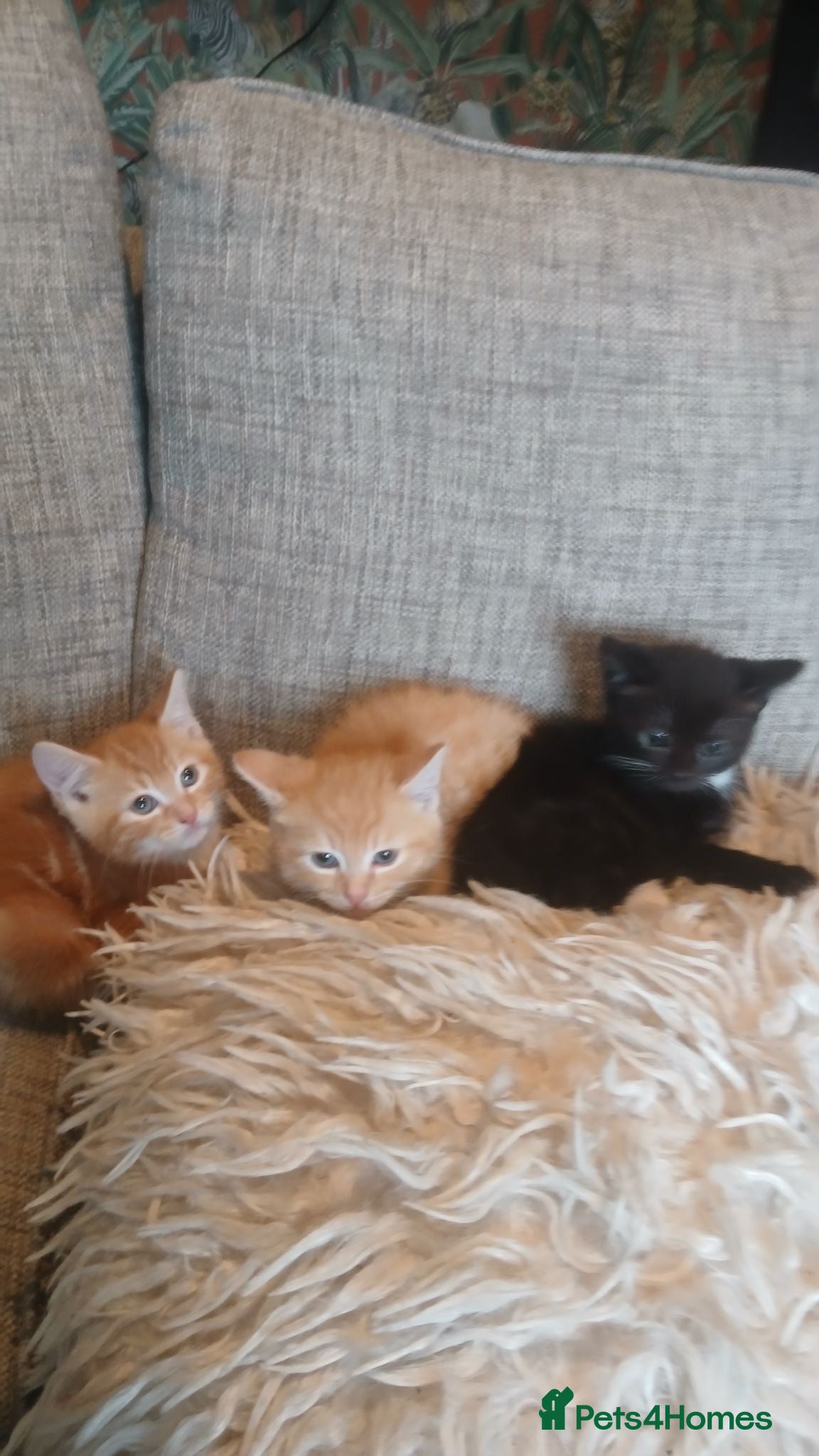 Mixed Breed cats Norwegian cross kittens - Advert 1