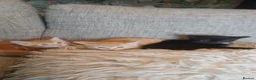 Mixed Breed cats for sale: Norwegian cross kittens - Advert 1
