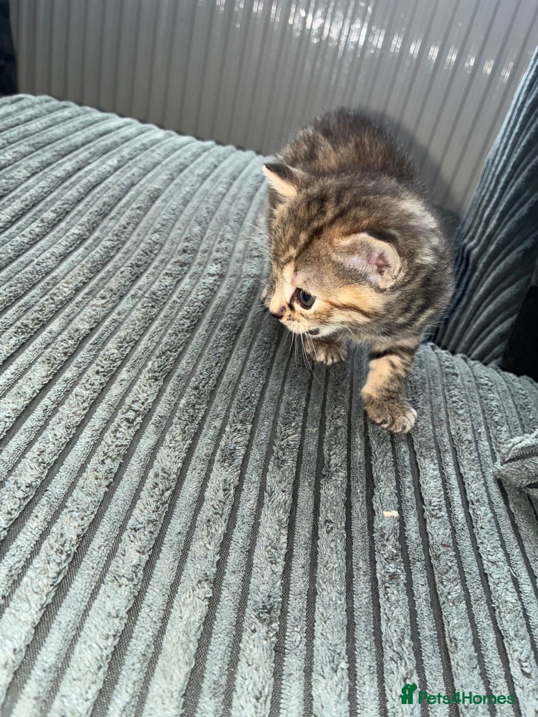 British Shorthair cats for sale:  British shorthair / American bobtail - Image 10