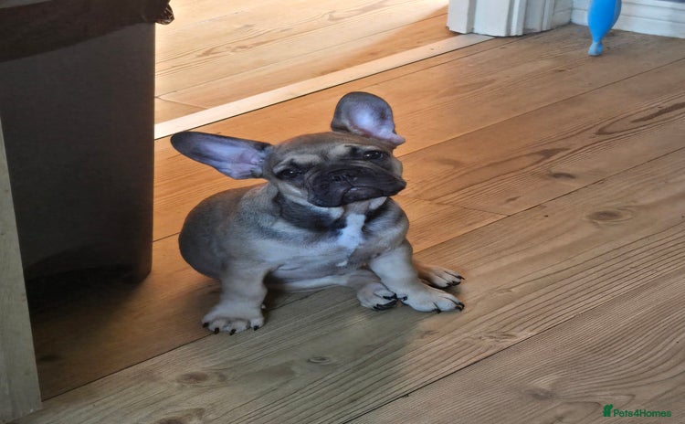 French Bulldog dogs - Advert 4
