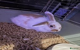 Mixed Breed rabbits for sale: Mini lop cross bunny - Image 1