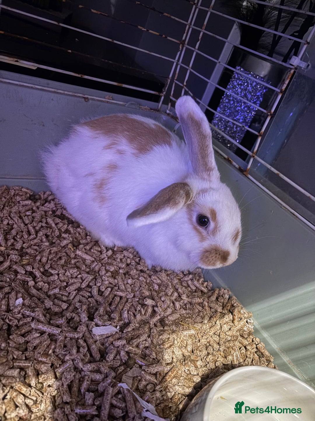 Mixed Breed rabbits for sale: Mini lop cross bunny - Image 1