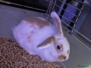 Mixed Breed rabbits - Advert 12
