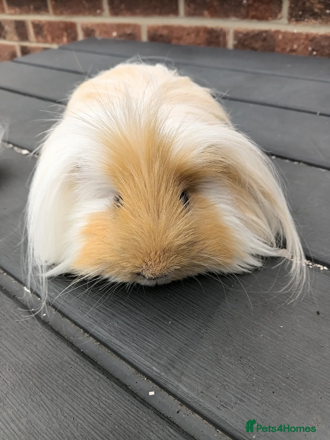 Guinea Pig rodents for sale: Home needed for guinea pigs separately  - Advert 1