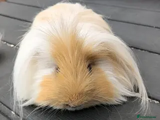 Guinea Pig rodents Home needed for guinea pigs separately - Advert 7