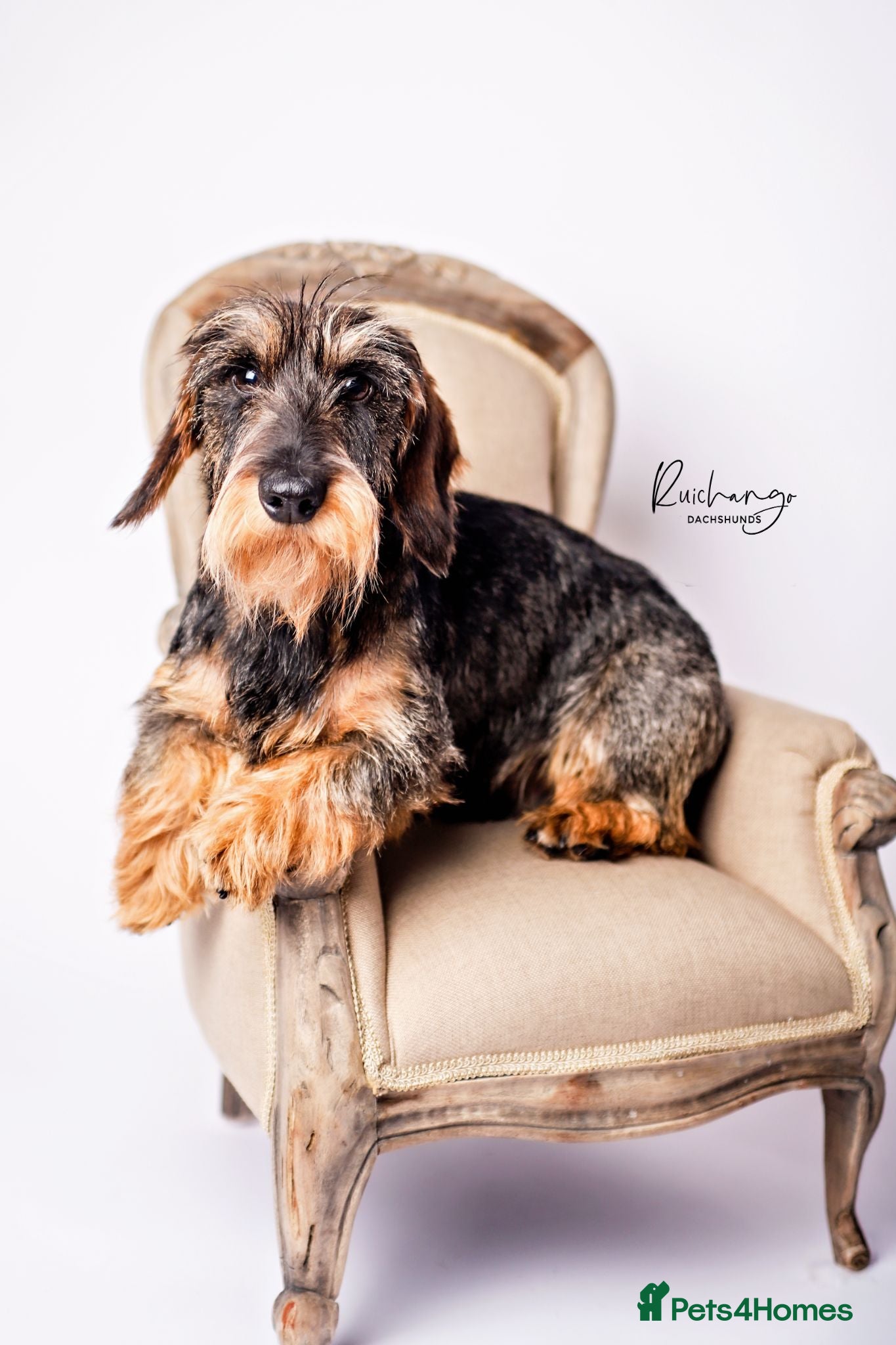 Miniature Dachshund dogs KC reg,Miniature Wire Haired Dachshund, Wild Boar - Advert 13