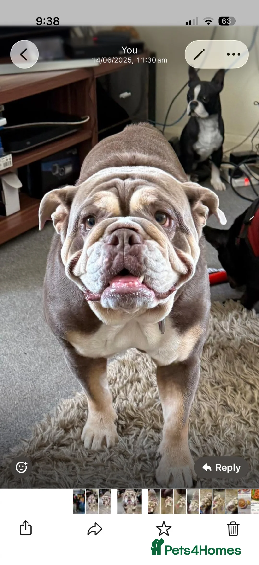 English Bulldog dogs for sale: English bulldog lola  - Advert 1