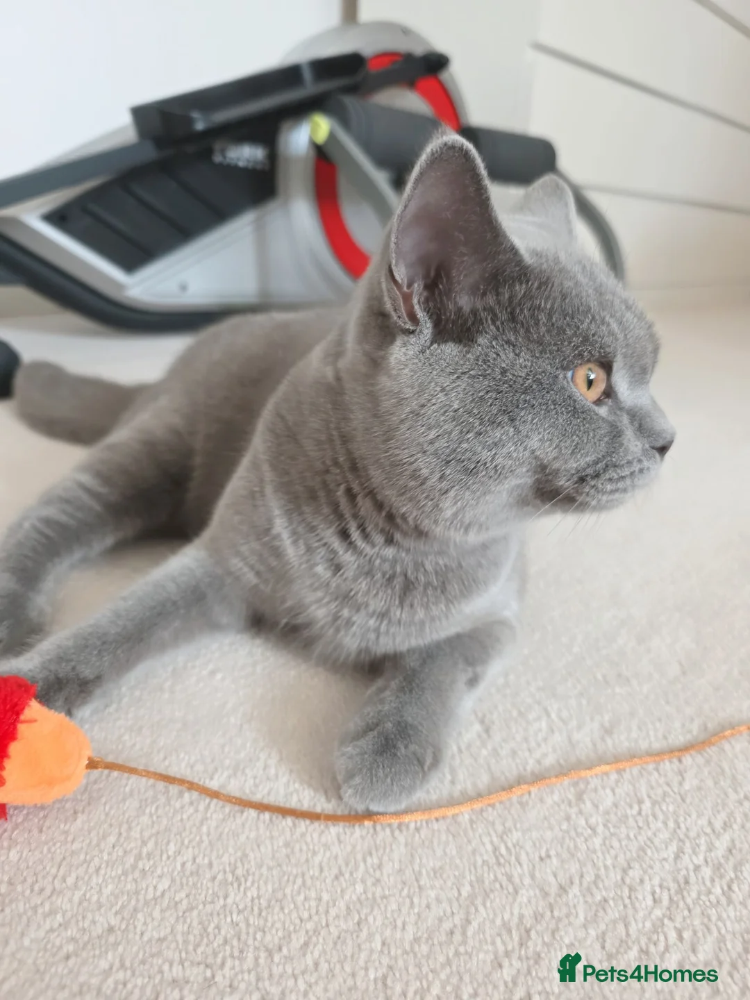 British Shorthair cats for sale: Beautiful British Shorthair Boy in Bicester - Advert 2