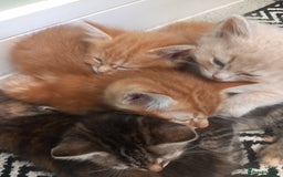 Mixed Breed cats for sale: 1 tabby girl left £130  - Image 1