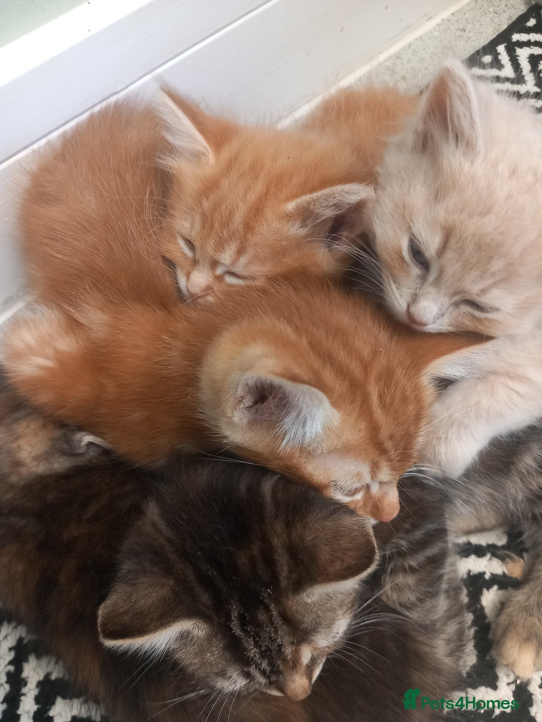 Mixed Breed cats for sale: 1 tabby girl left £130  - Image 1