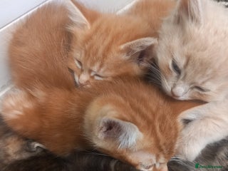 Mixed Breed cats for sale - Advert 1
