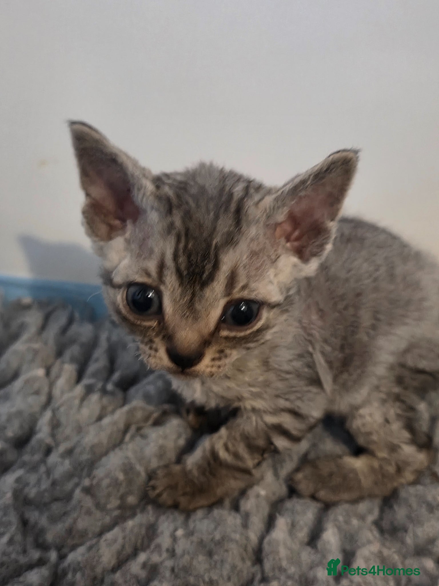 Devon Rex cats Pedigree TICA Devon Rex Kittens - Advert 2