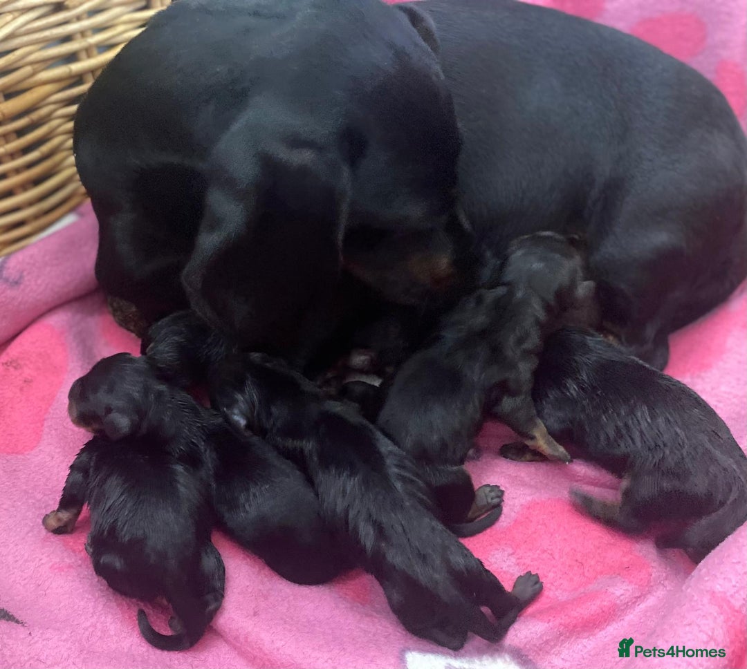 Dachshund dogs for sale: Sausage dachshund puppies  - Image 15