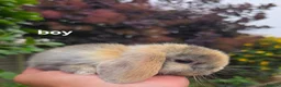 Mini Lop rabbits for sale: Rabits - Advert 19