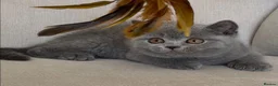 British Shorthair cats for sale: Beautiful boy - Advert 6