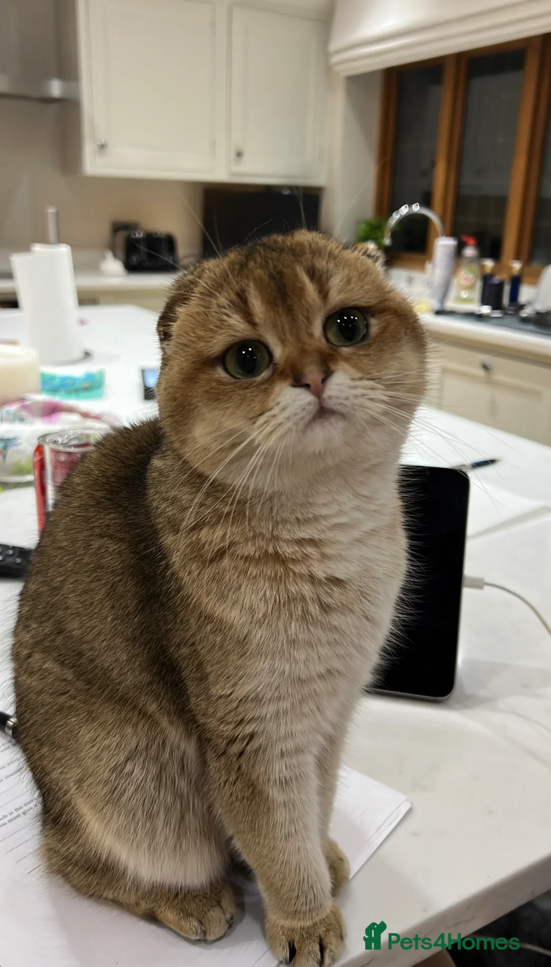 Scottish Fold cats for sale: ‼️READY TO RESERVE beautiful Scottish fold kittens - Advert 2