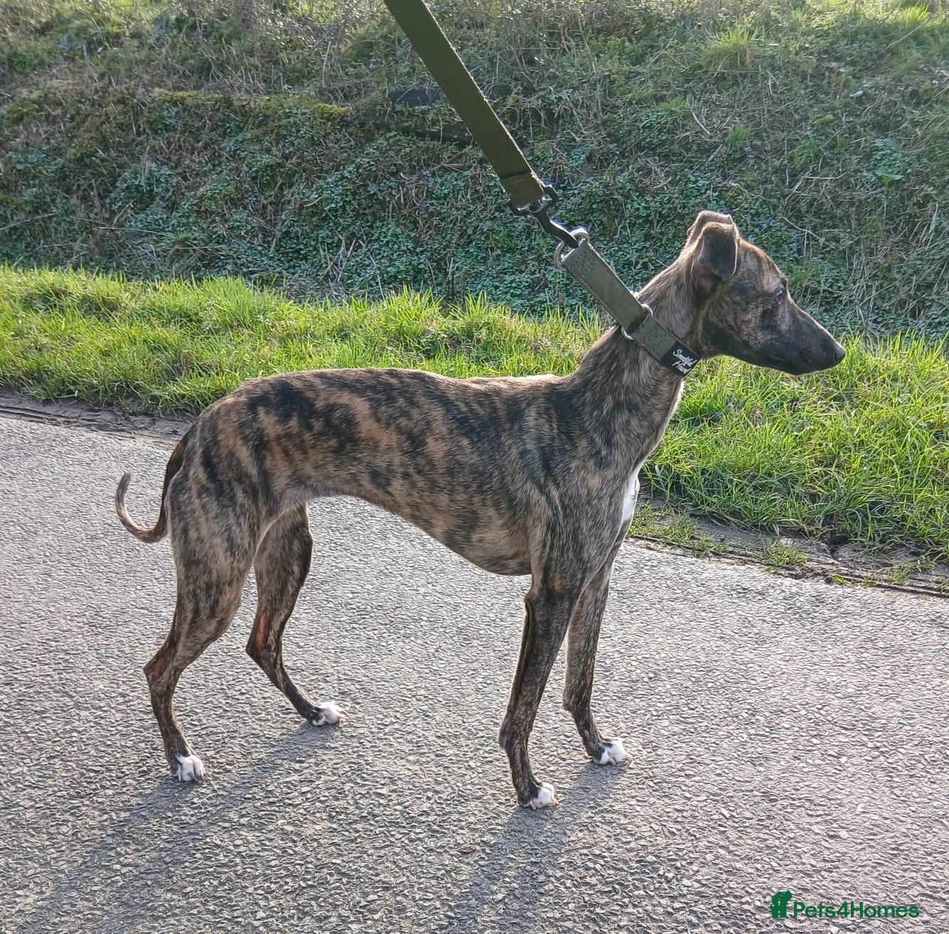 Whippet dogs Female kc registered whippet 7 months - Advert 1