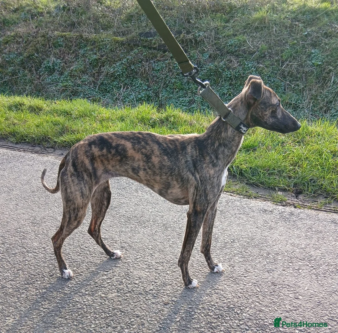 Whippet dogs for sale: Female kc registered whippet 7 months - Advert 1