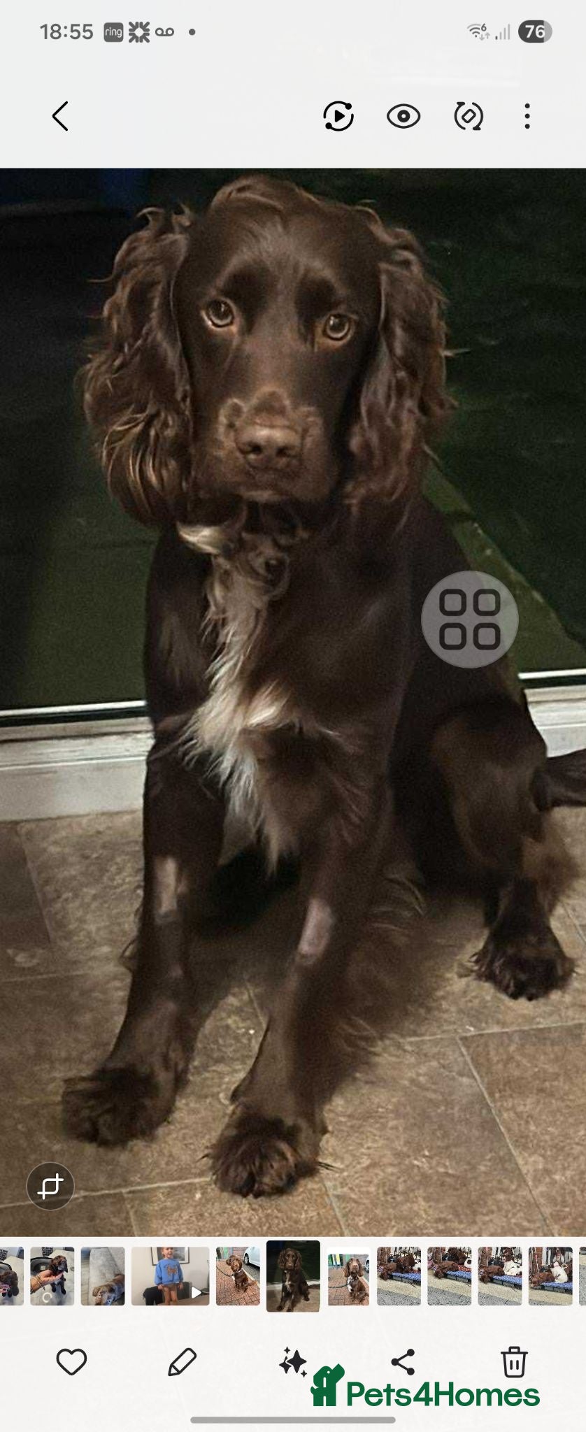Cocker Spaniel dogs Cocker spaniels ready to by 31st of this month - Advert 2