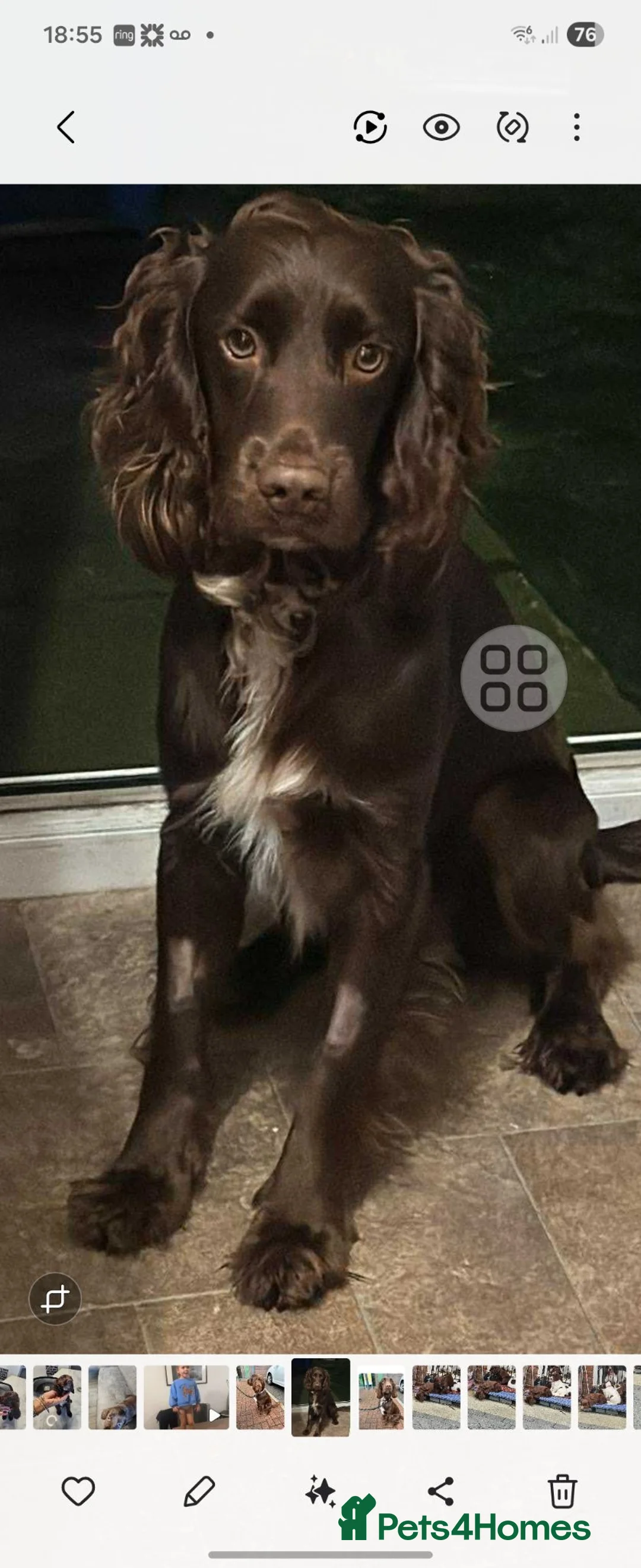 Cocker Spaniel dogs for sale: Cocker spaniels ready to by 31st of this month - Advert 2