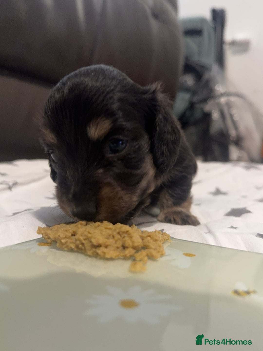 Miniature Dachshund dogs for sale: Miniature dachshund - Advert 7