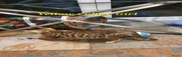 Bengal cats for sale: 🐆🐆Beautiful Pedigree Bengal Kittens🐆🐆  - Advert 13