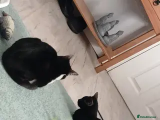 British Shorthair cats CLADS AND SPICE FREE - Advert 17